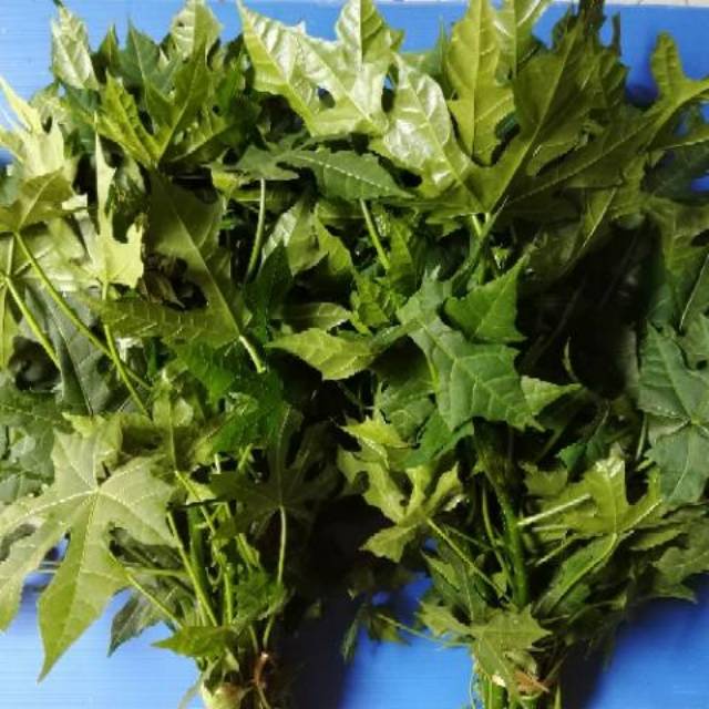 

Daun pepaya