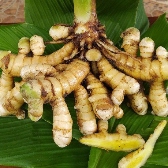 kunyit mangga temu mangga 1 kg langsung dari hutan