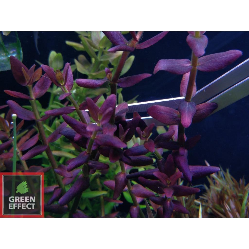 bacopa salzmannii - Tanaman Aquascape Tanpa co2