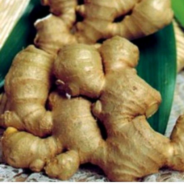 

lempuyang/ puyang wangi (Zingiber zerumbet) 1kg