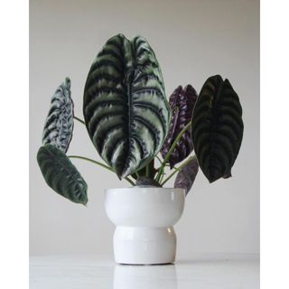 Tanaman Hias Keladi Tengkorak Hitam - Bibit Tanaman Hias Indoor Alocasia Cuprea Hidup Bergaransi