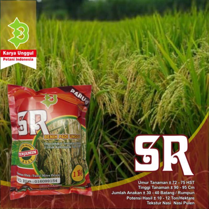 Padi Unggul SR Super Genjah Terbaru Best Seller