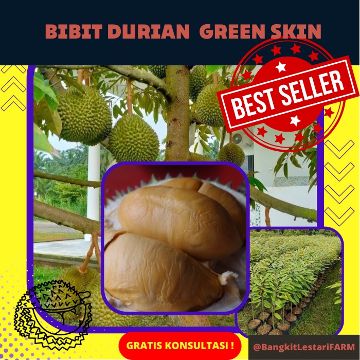 Paling LARIS..Bibit Durian Ochee, Bibit Super Genjah Duri HItam, Bibit Durian D200