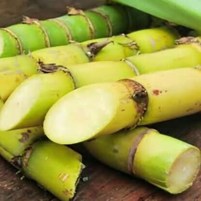 

TEBU KUNING SEGAR - TEBU KUNING MANIS 1000 gram