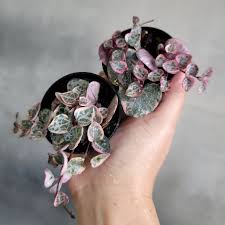 Tanaman hias cactus string of heart variegata
