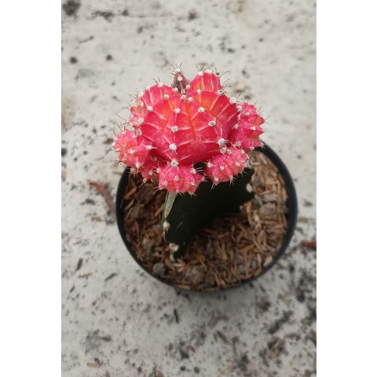 Kaktus starfire grafting