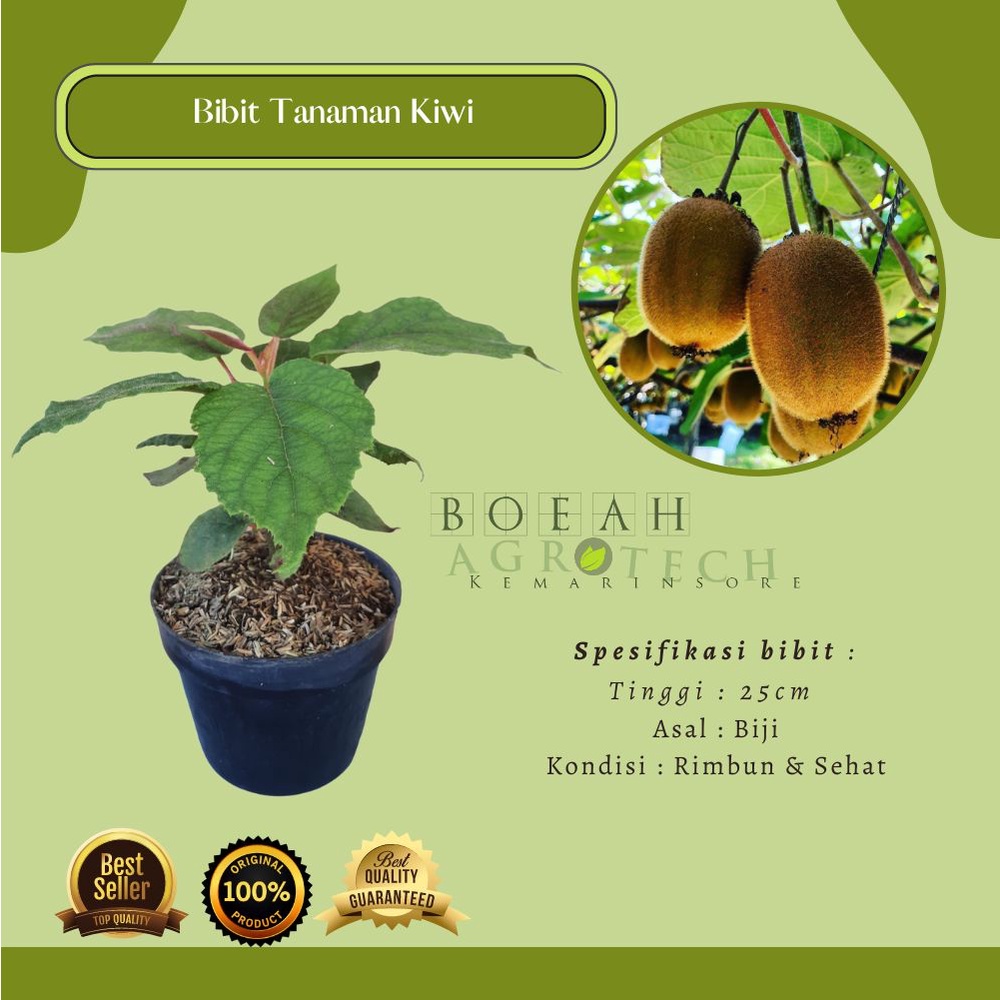 Bibit Tanaman Buah  Kiwi Golden Kuning Tanaman Kiwi golden