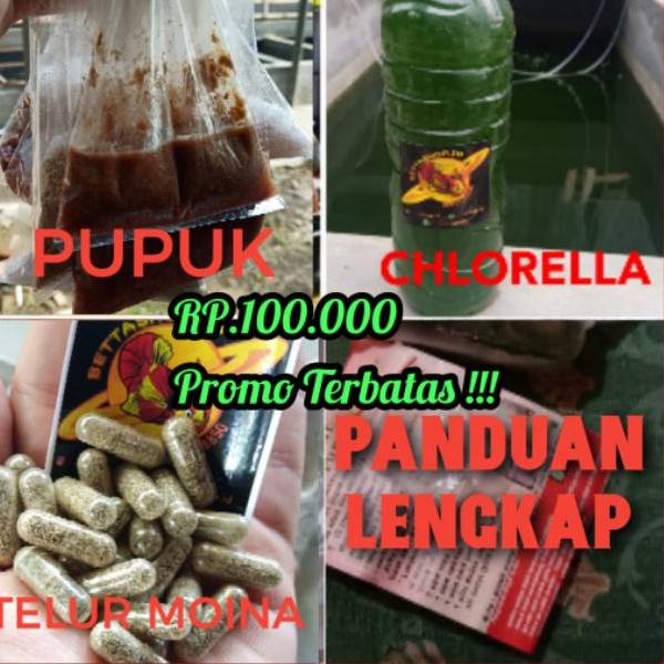 TERPERCAYA PAKET KULTUR KUTU AIR MOINA/DHAPNIA LENGKAP