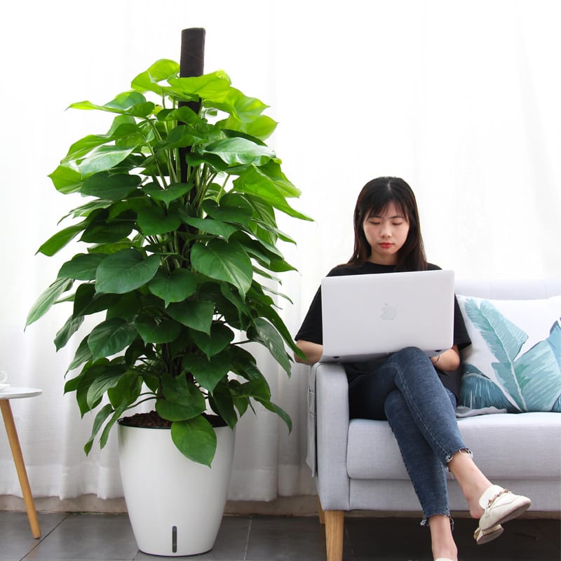 POT TANAMAN OTOMATIS - SELF WATERING POT - OLZ - POT HIDROPONIK - 4XL