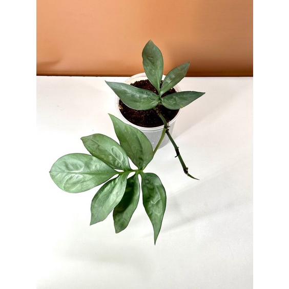 Tanaman hias amydrium silver