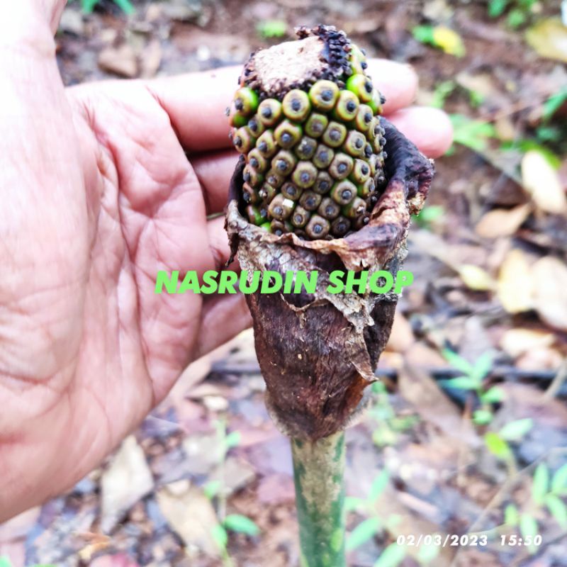 Fresh Segar BIBIT UMBI PORANG UTUH DENGAN SEPORA