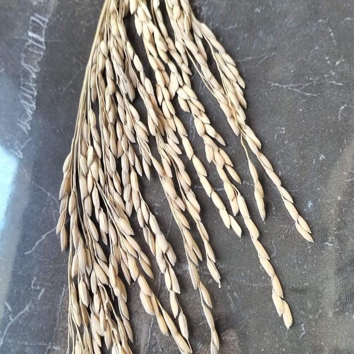 benih padi genjah terbaru Srikandi 5 kg 80 hst tahan rebah