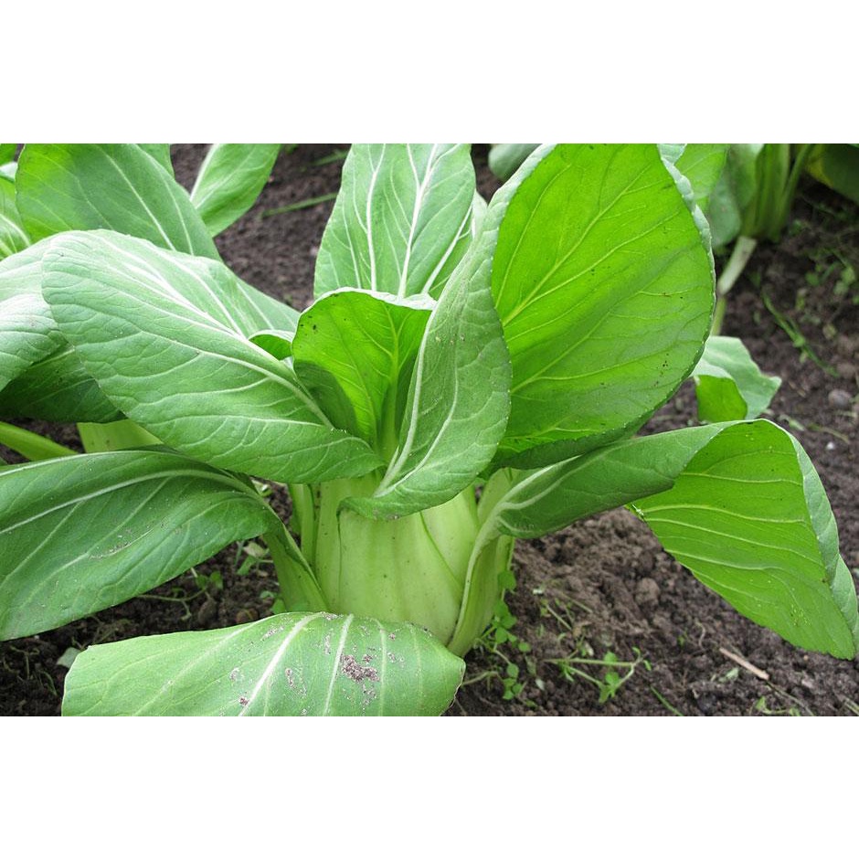 Benih Bibit Biji - Pak Choi Hijau Pak Choy Green Pakcoy Jepang Takii Seed Kualitas Super Seeds - Panen Dalam 35 HST