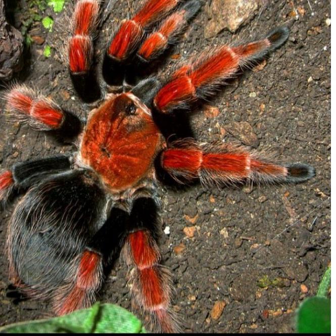 ✧ kartu exotic Brachypelma Boehmei sling iklan L718 ☀