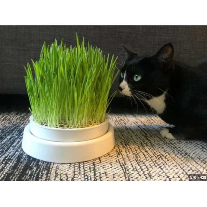 Benih-Bibit Cat Grass Organik Rumput Kucing