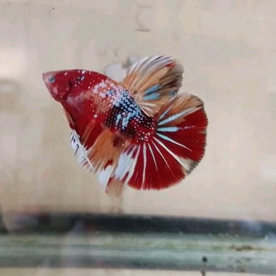 cupang Giant HMPK Koi Top Grade Bahanan Mutasi