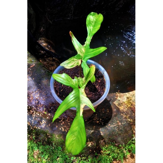 Philodendron flobe nerrow varigata