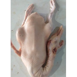 Bebek 1,25kg/ekor