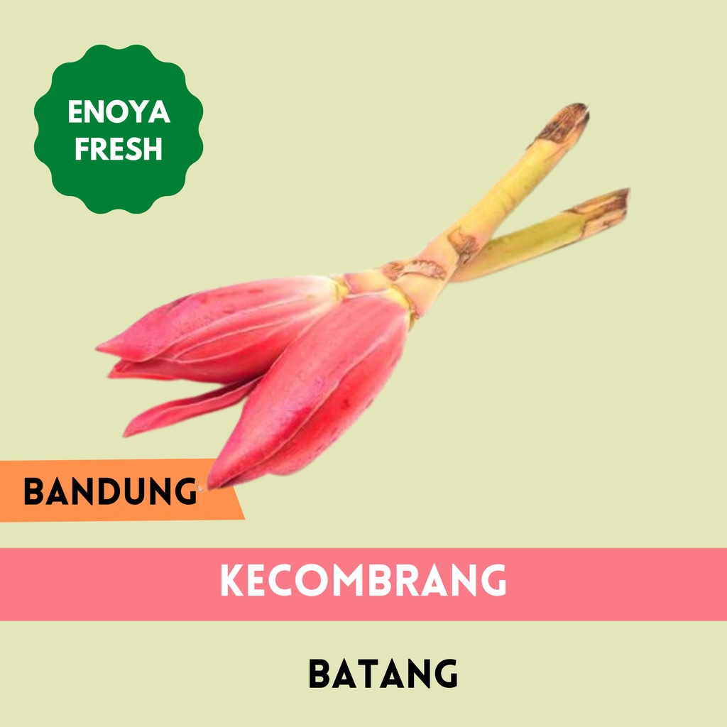 

Kecombrang per- batang Bandung