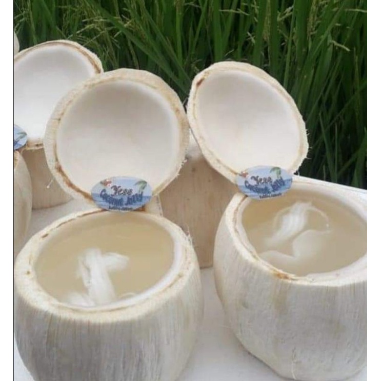 

PUDING KELAPA ORIGINAL