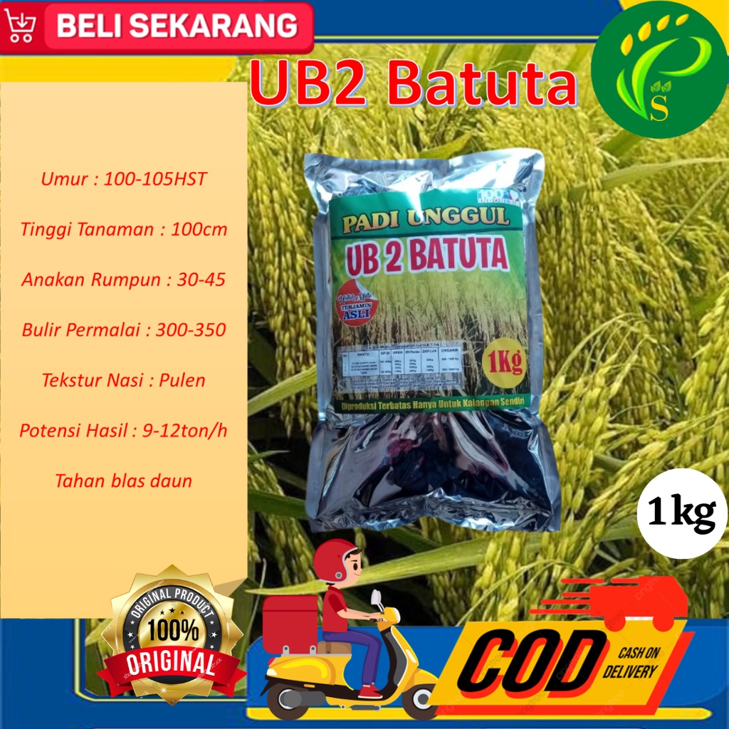 Bibit Padi Unggul UB2 Batuta 1KG