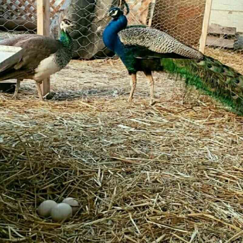 telur  tetas fertil asli merak biru