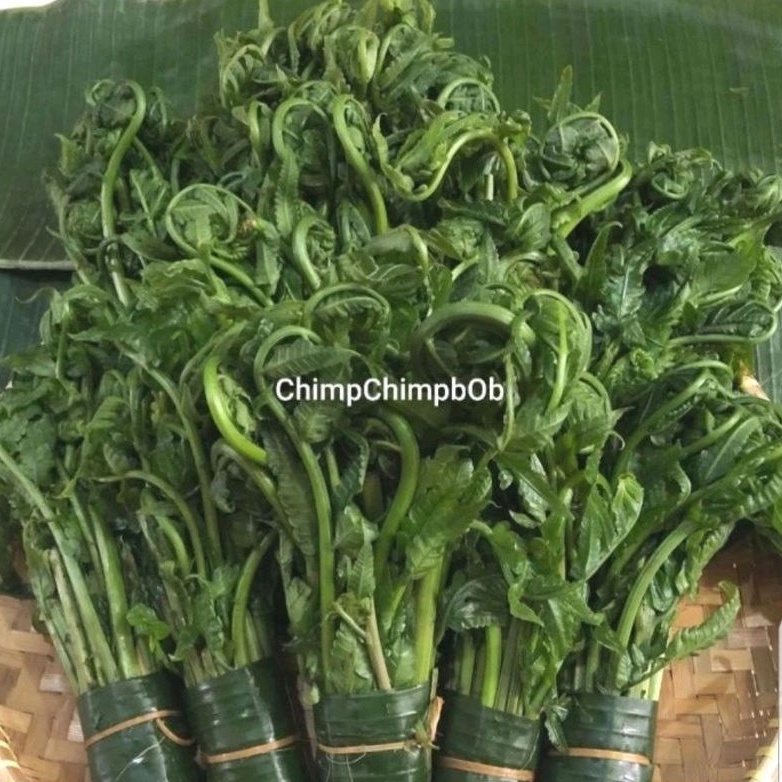 

SAYUR PAKIS SEGAR 500 GRAM / DAUN PAKU / DAUN PAKIS / FRESH FERN VEGETABLES