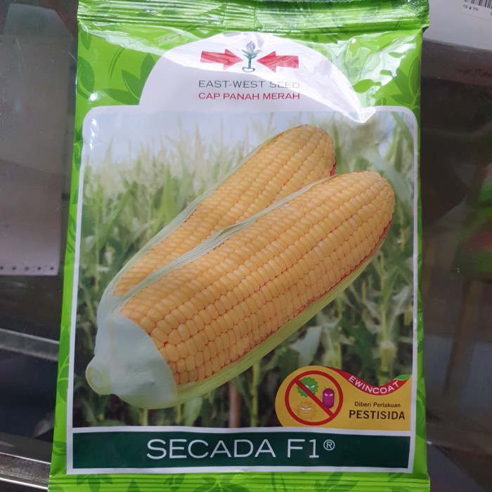 Benih Jagung Manis Hibrida Scada F1 1.800butir