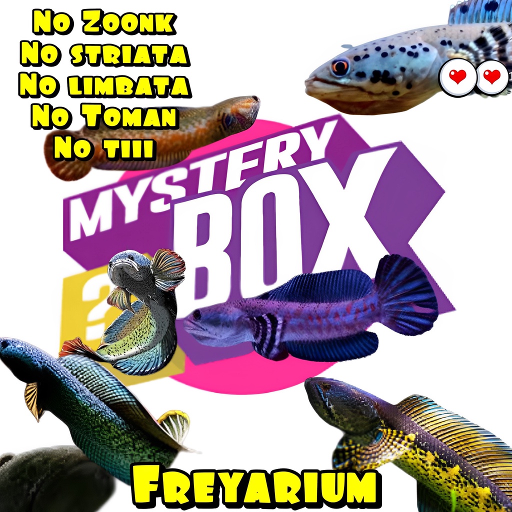 channa jumbo auranti stewarty bleheri