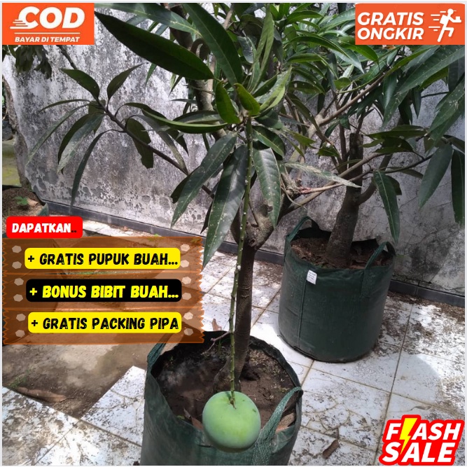 Bibit / Pohon Mangga Kelapa Super Unggul Cepat Berbuah