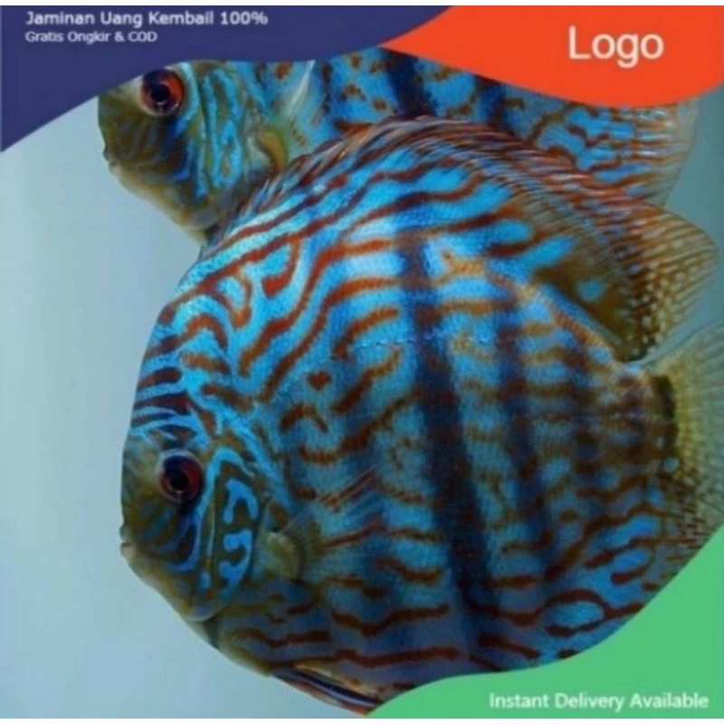 Packing styrofoam ( ikan discus heckel cross 1cm )