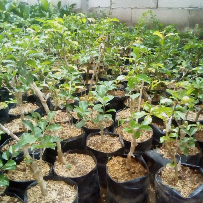 bibit buah cherry jepang / ceri jepang