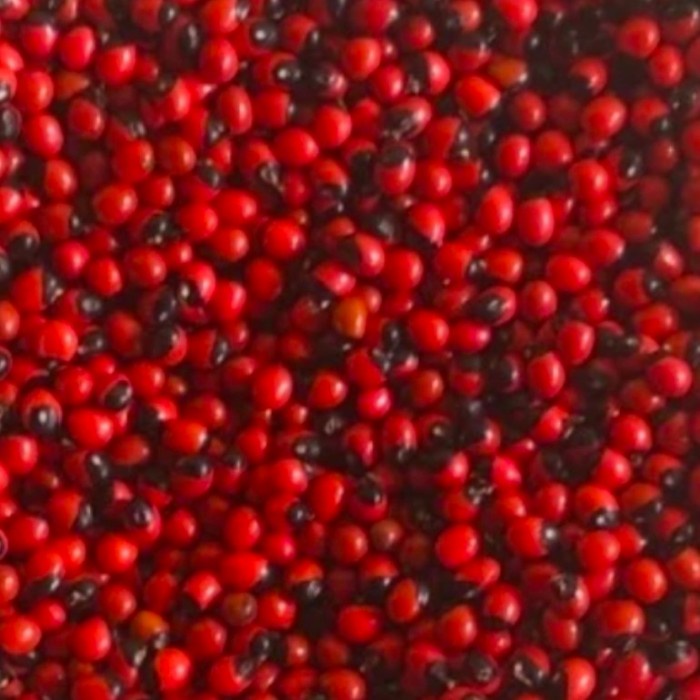 BIJI DAUN SAGA RAMBAT BENIH SAGA OBAT BATUK BEST PRODUK