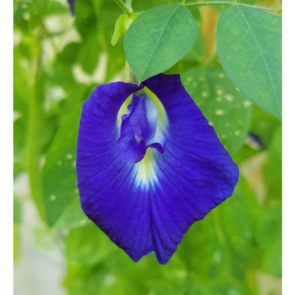 Benih Bibit Biji - Bunga Telang Biru Single Petal Blue Butterfly Pea Seeds - Untuk Pewarna Makanan &amp; Minuman - Tanaman Bunga Merambat - Mudah Tumbuh untuk Pemula