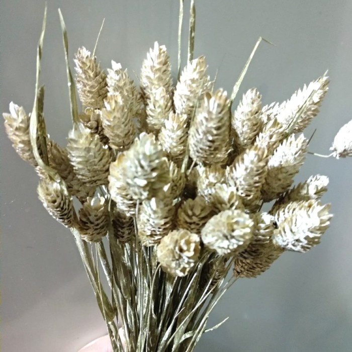 

Terlaris Phalaris Bleached Offwhite 25 Tangkai / Bleached White Phalaris