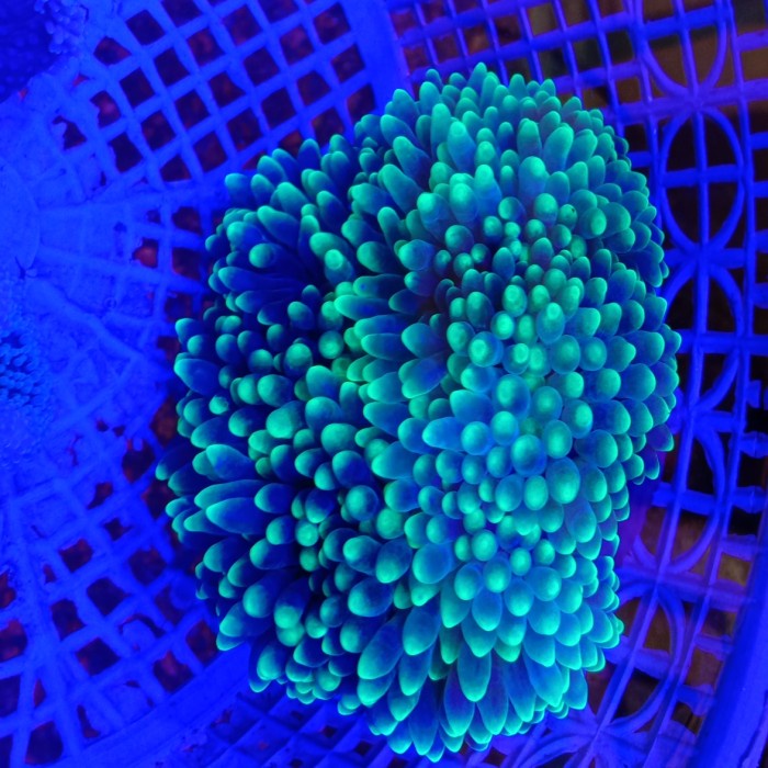 Terlaris Anemon Jagung Tip Hijau