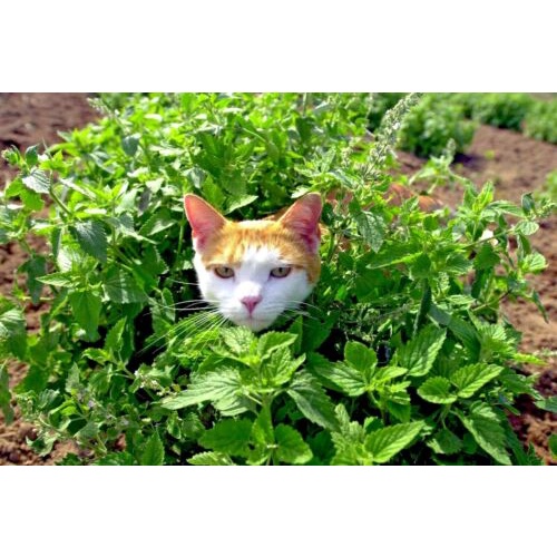 Benih-Bibit Catnip 50 Biji Untuk Kucing