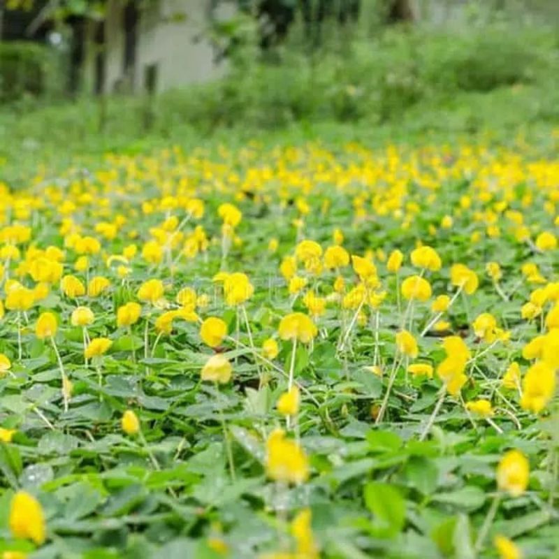 TANAMAN HIAS LANDEP KACANG KACANGAN BUNGA KUNING