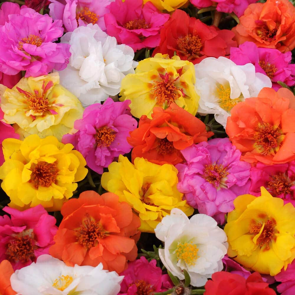 Benih Bibit Biji - Bunga Krokot Moss Rose Mix (Portulaca grandiflora) Krokot Mawar Single &amp; Double Flower Seeds - IMPORT