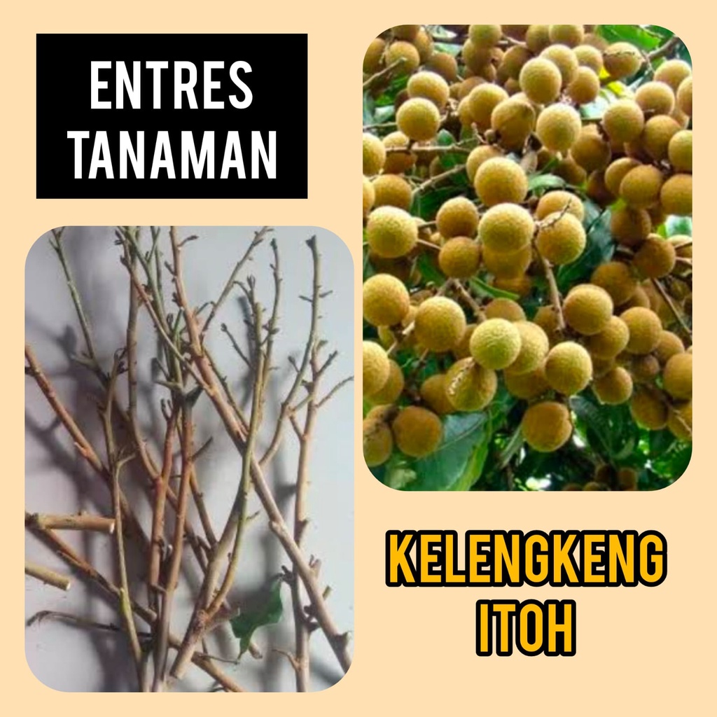 Entres Lengkeng Itoh
