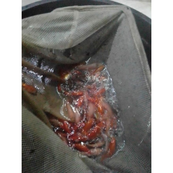 anak ikan mas pakan predator