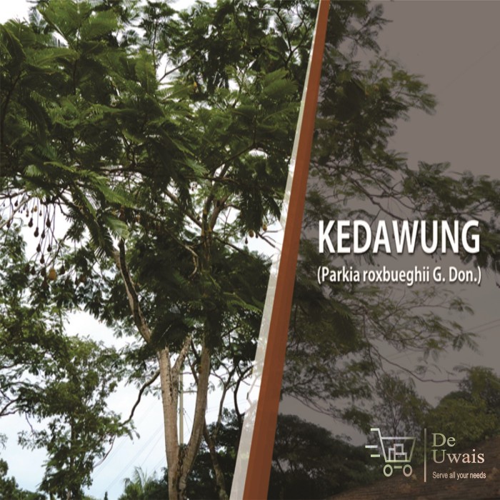 

Biji Kedawung Bubuk Rempah Jamu Herbal Tradisional Kembung Radang Usus