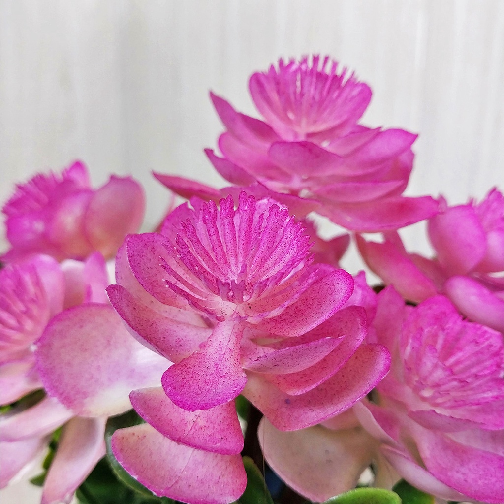 Tanaman Hias Plastik Ornamen Pot Bunga Bonsai Pajangan Dekorasi Hiasan Rumah Satu7an PBP90