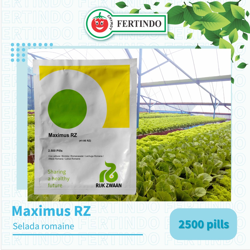 Selada Romaine | Maximus RZ | 2500 seeds