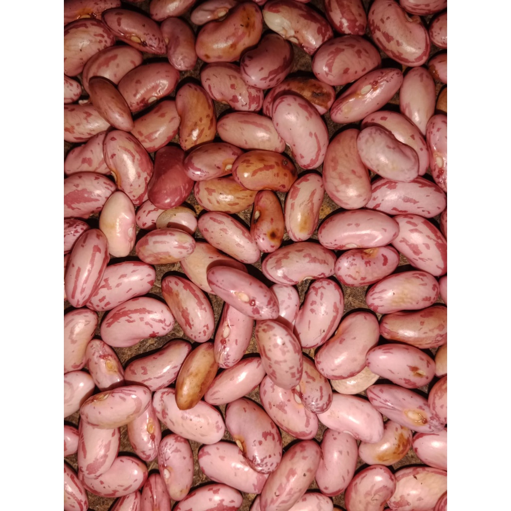 

KACANG MERAH FRESH