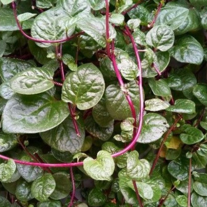 

Daun Binahong Merah