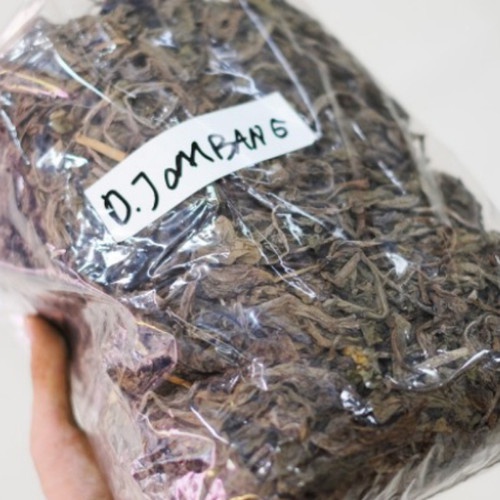 

TERBAIK JAMU HERBAL DAUN JOMBANG KERING 250 GRAM