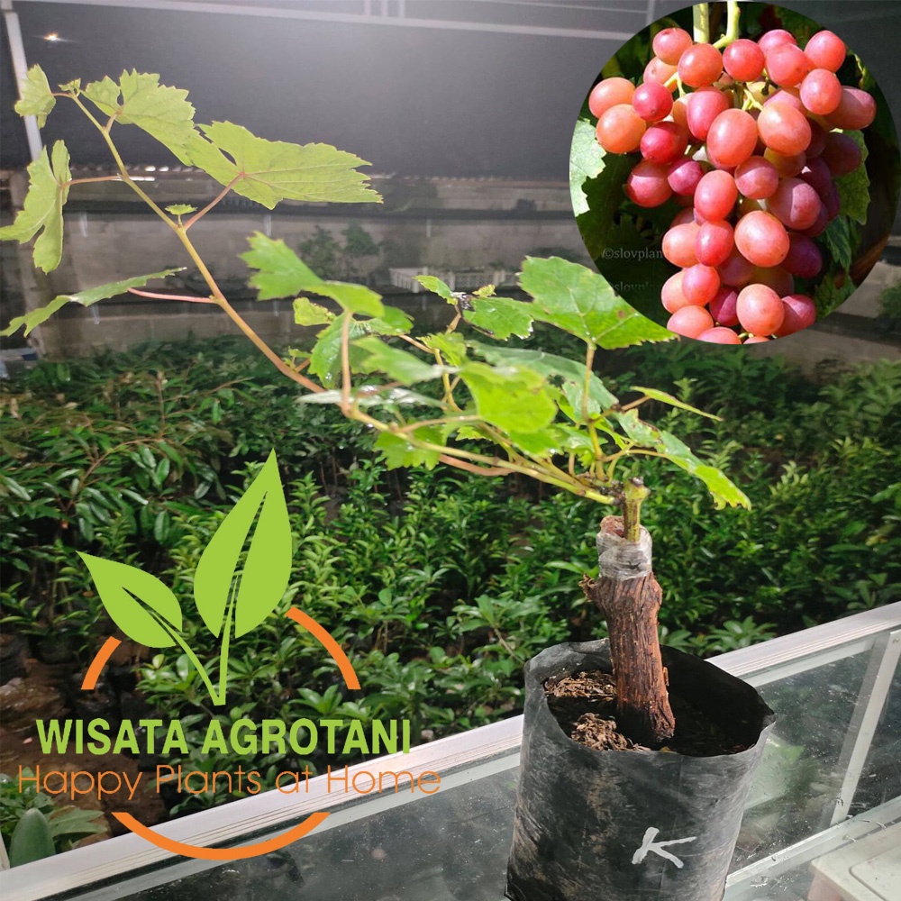 Bibit Anggur Jupiter Pohon Anggur Merah Import Siap Berbuah Lebat Batang Pohon Besar