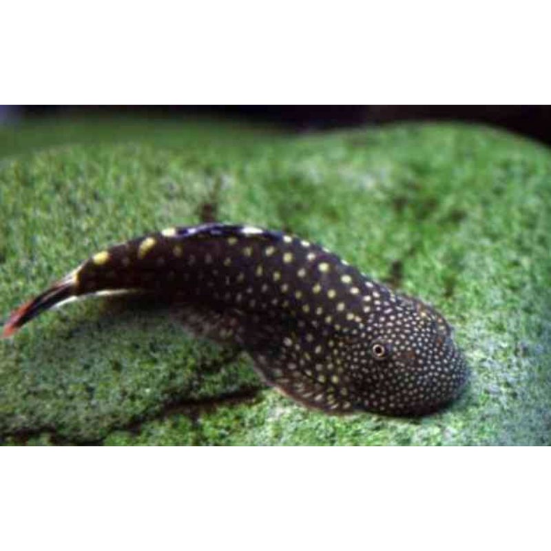 

ikan borneo