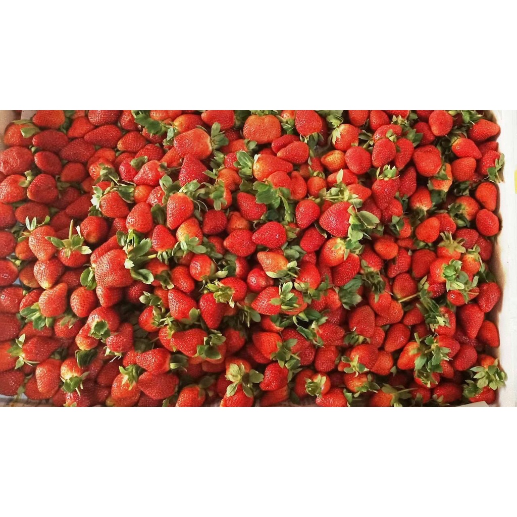 Buah Strawberry Fresh dari Kebun Premium Grade A Kemasan 1 Kg (Khusus Gosend)